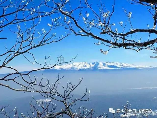 御龙在天
